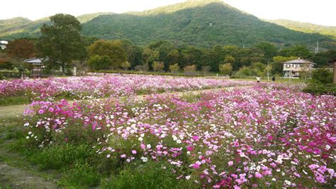 【佐賀 女装】金立公園コスモス園【アクセス・集合スポット・。